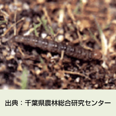 シバツトガ